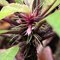 Neurocalyx gardneri Thwaites